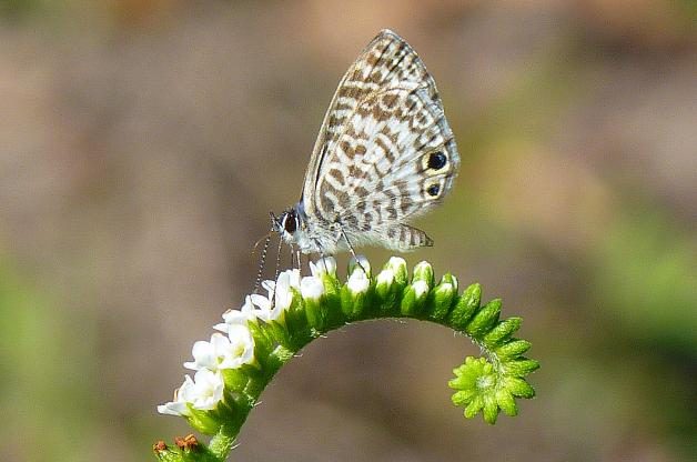 Butterfly Photography Tips