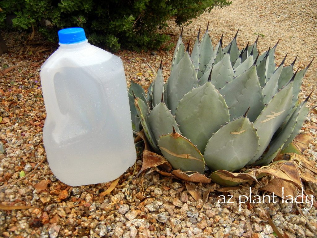 milk jug watering system succulent