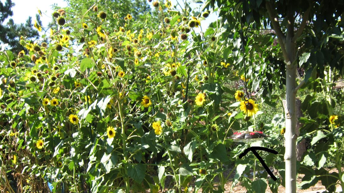 sunflower companion plants