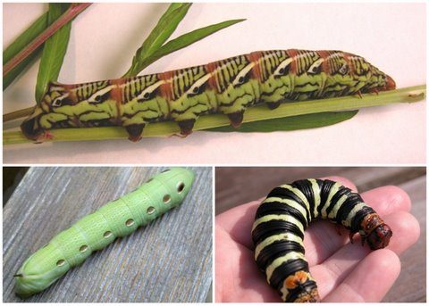 Sphinx moth caterpillars