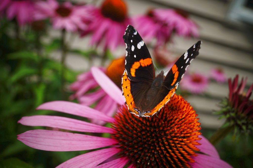 butterfly on coneflower