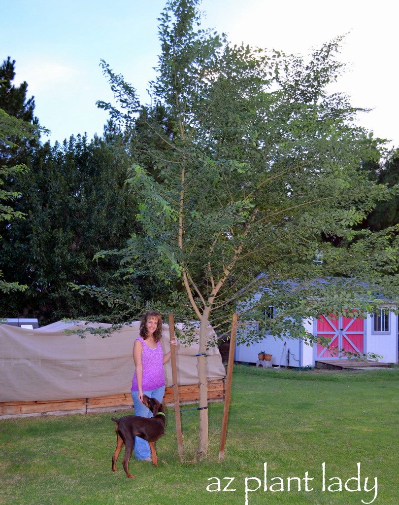 frost damage tree repair 