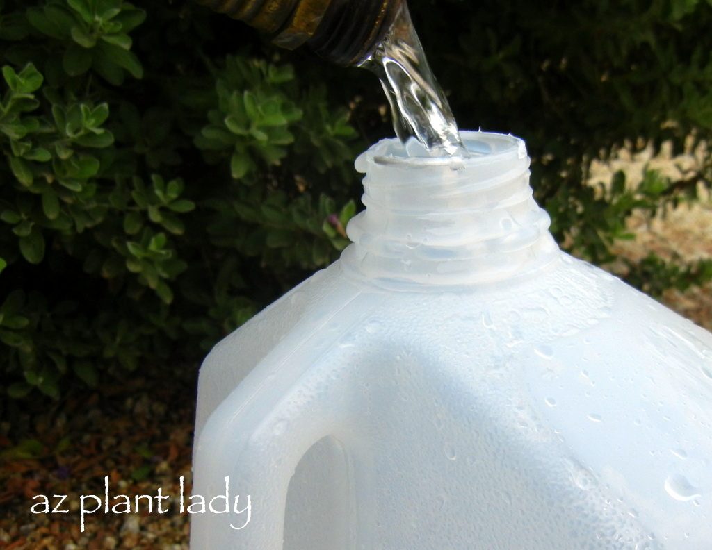 gallon-milk-jug-watering-plants