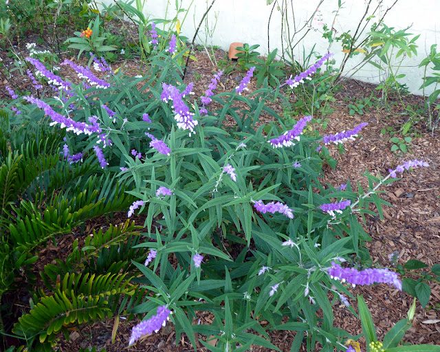 mexican sage