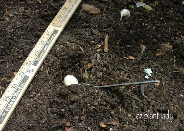 planting garlic cloves