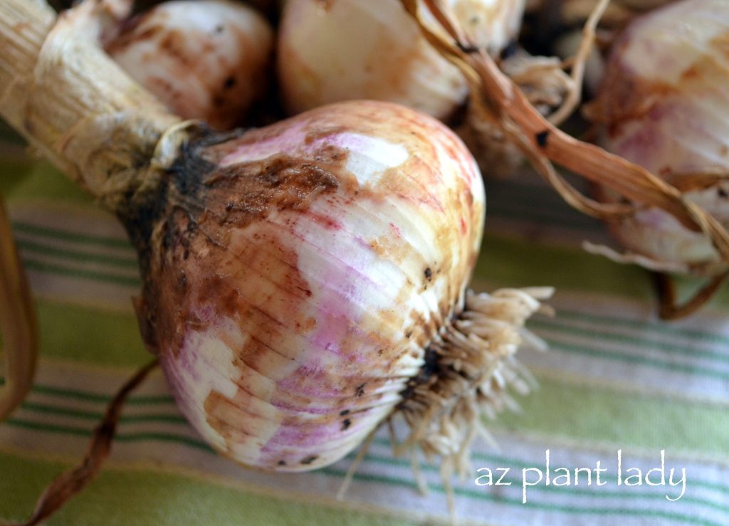 garlic 