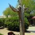 Look for a Cactus Skeleton in the Desert