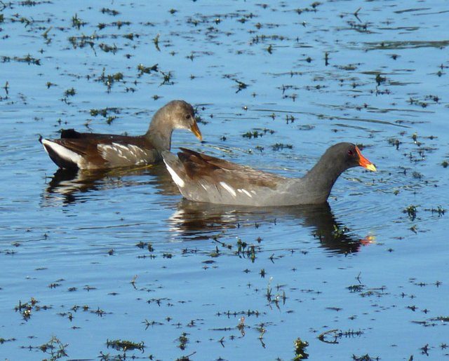 Common Gallinules by J Staake Common Gallinules