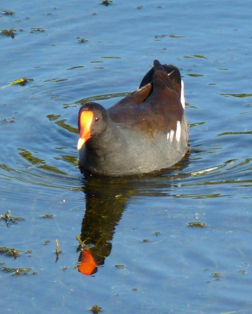 Common Gallinule by J Staake Male Common Gallinule by J Staake