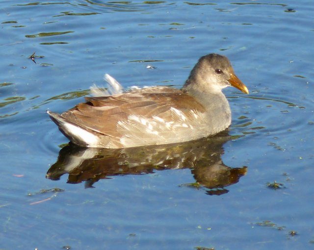 Juvenile Common Gallinule by J Staake common gallinule