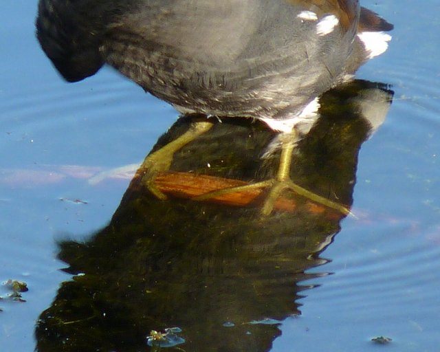 Common Gallinule Feet by J Staake Common Gallinule Feet by J Staake
