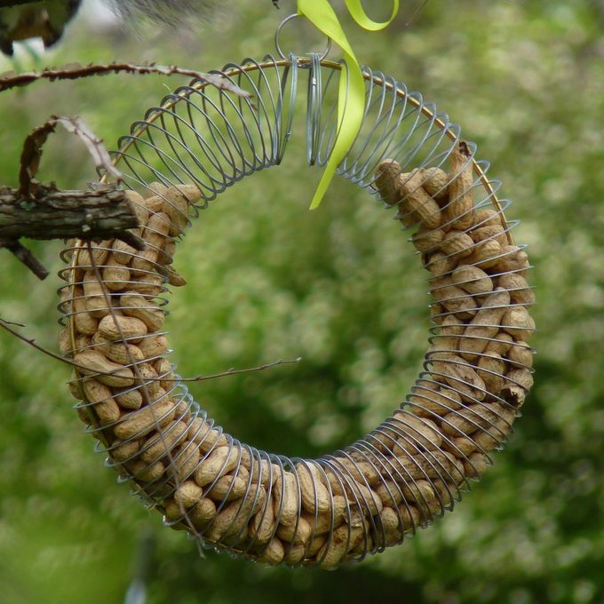 Make a DIY Peanut Bird Feeder With a Slinky