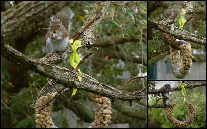 Squirrel on Slinky Feeder by Jill Staake Squirrel on slinky peanut feeder
