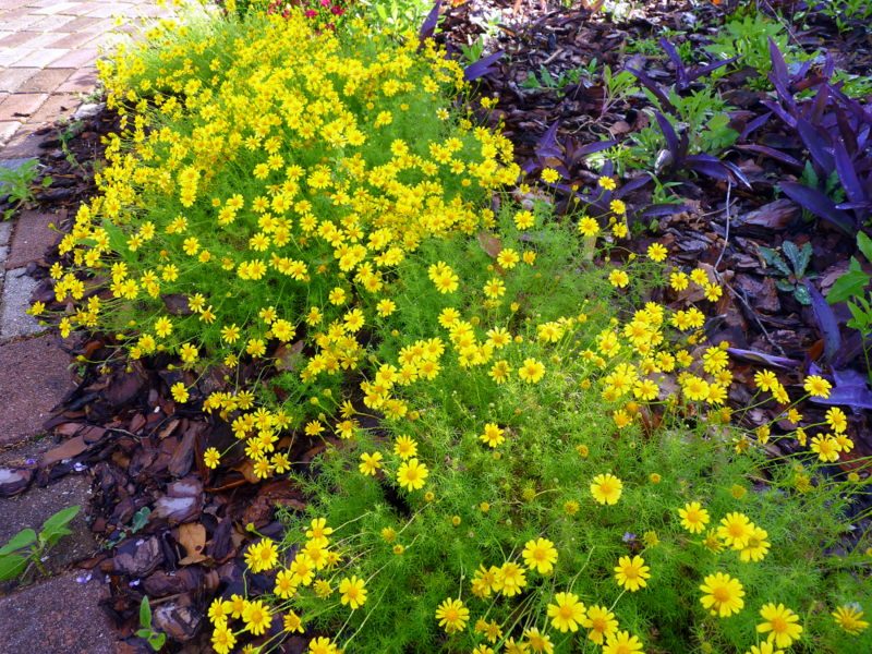 dahlberg daisy