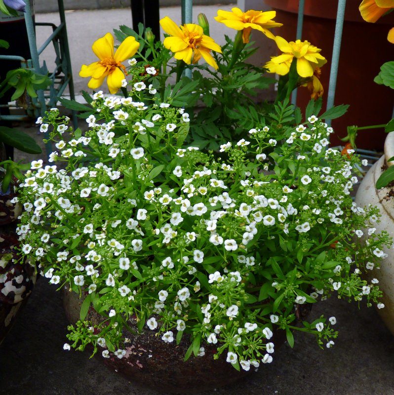 Sweet Alyssum and Yellow Marigolds