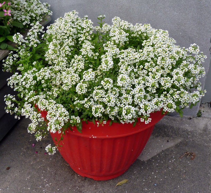Sweet Alyssum by J Staake Sweet Alyssum