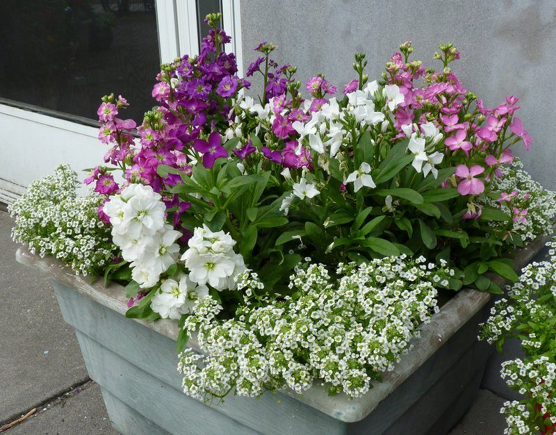 Sweet Alyssum and Dwarf Stock