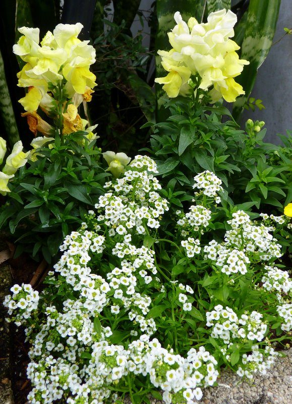 Sweet Alyssum and Dwarf Snapdragons