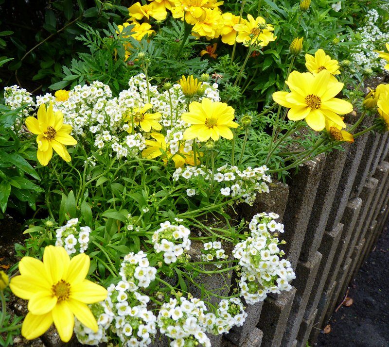 Sweet Alyssum and Bidens ferulifolia