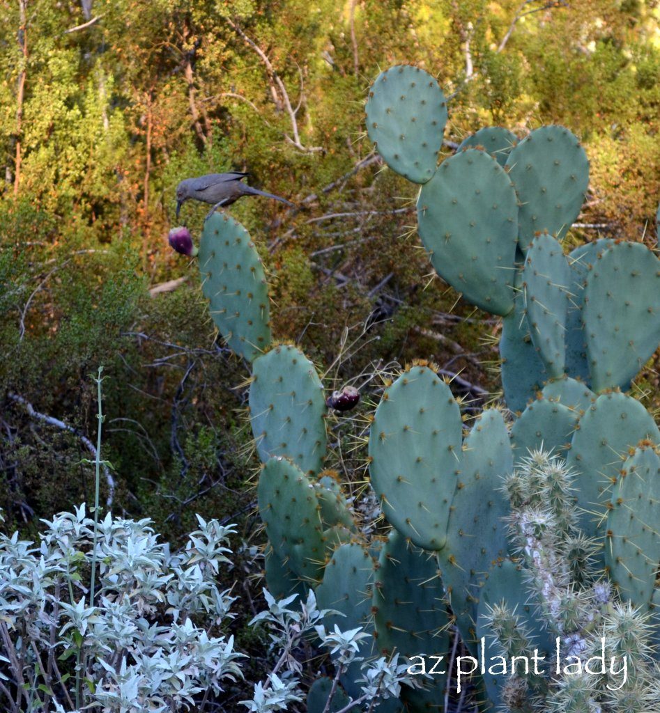 Curve-bill-thrasher-prickly-pear