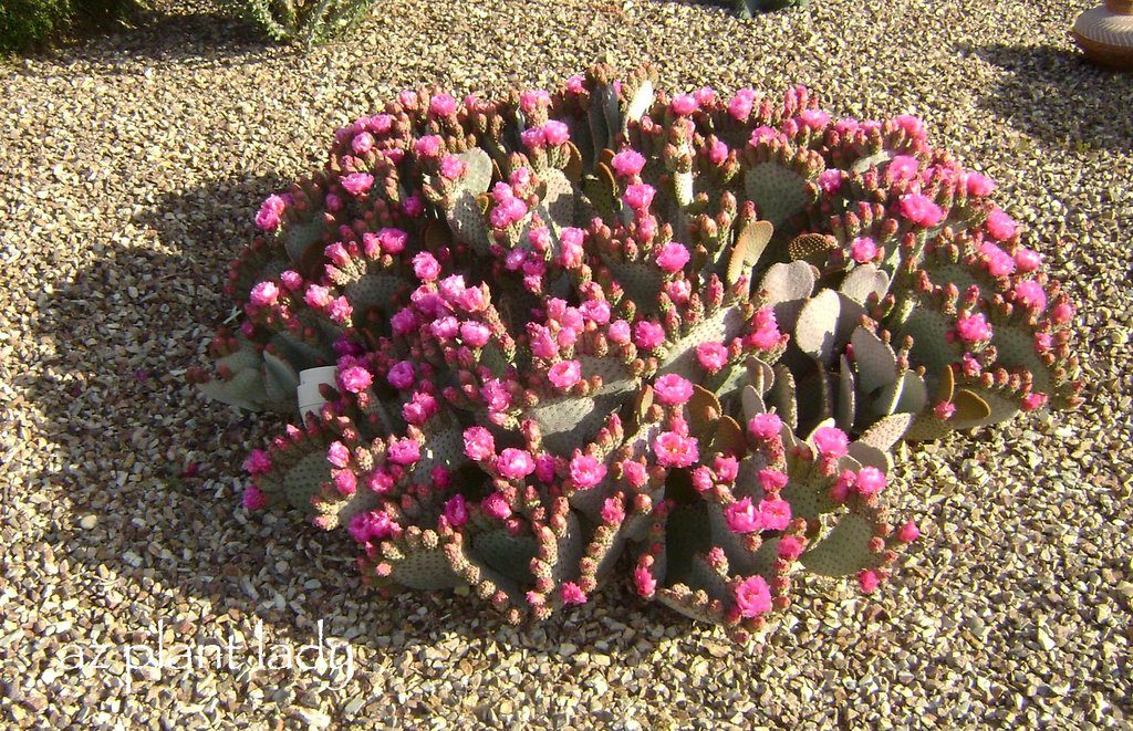 beavertail prickly pear