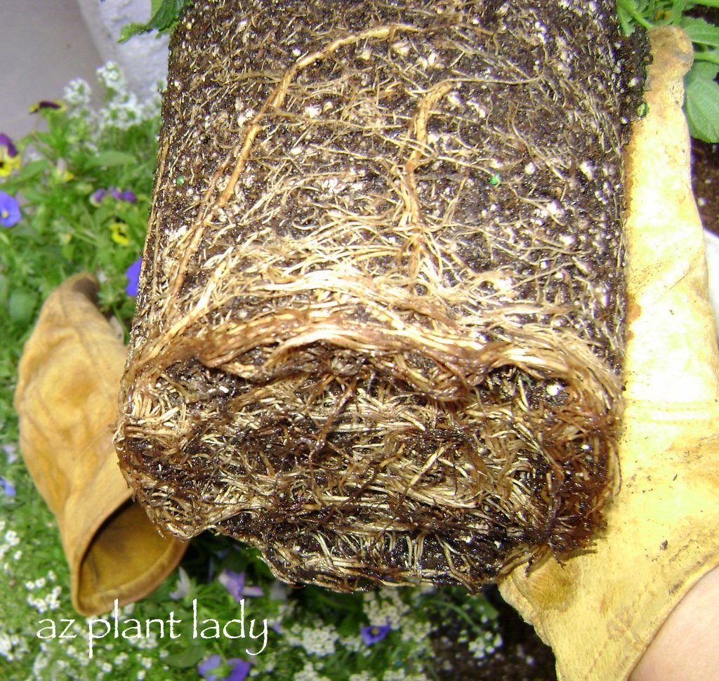 root bound plants