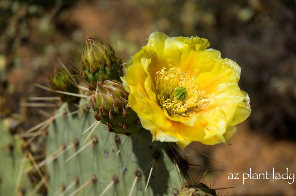Opuntia-engelmannii