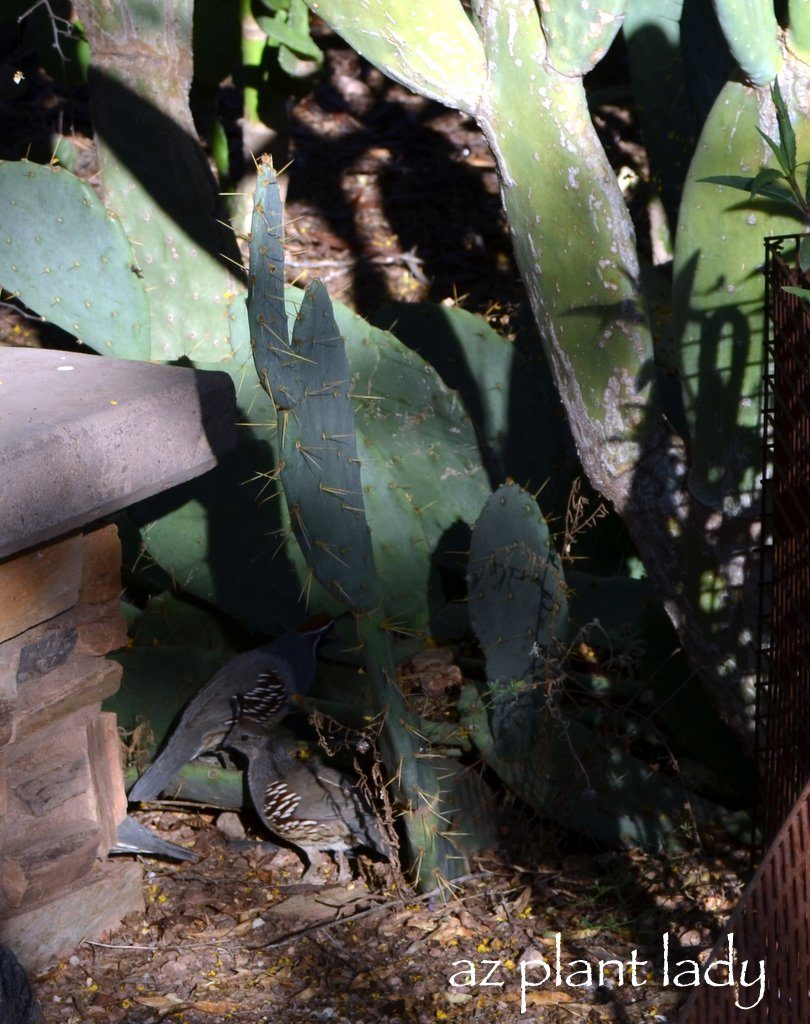 Gambel's-Quail-Cactus