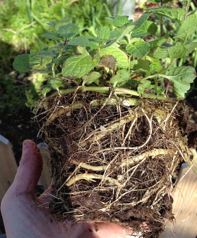 root bound plants