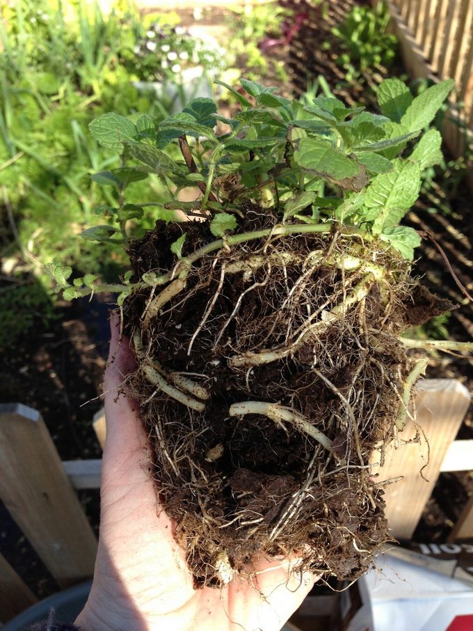root bound plants