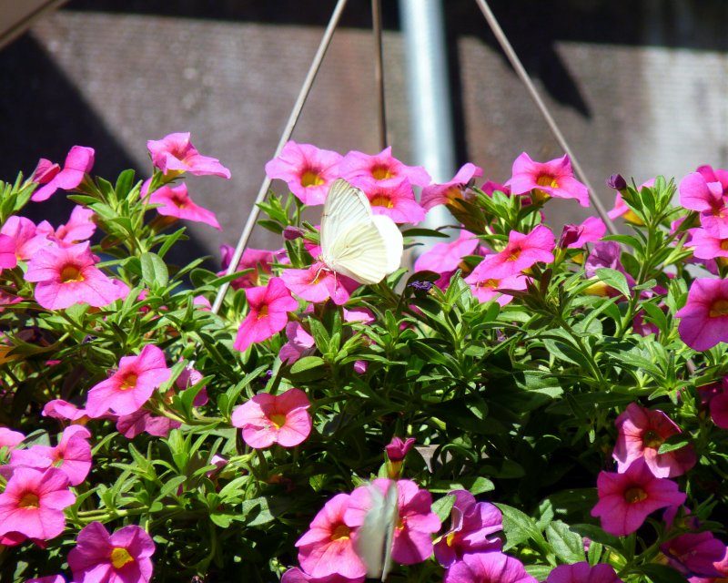 Great Southern White on Calibrachoa by Jill Staake calibrachoa