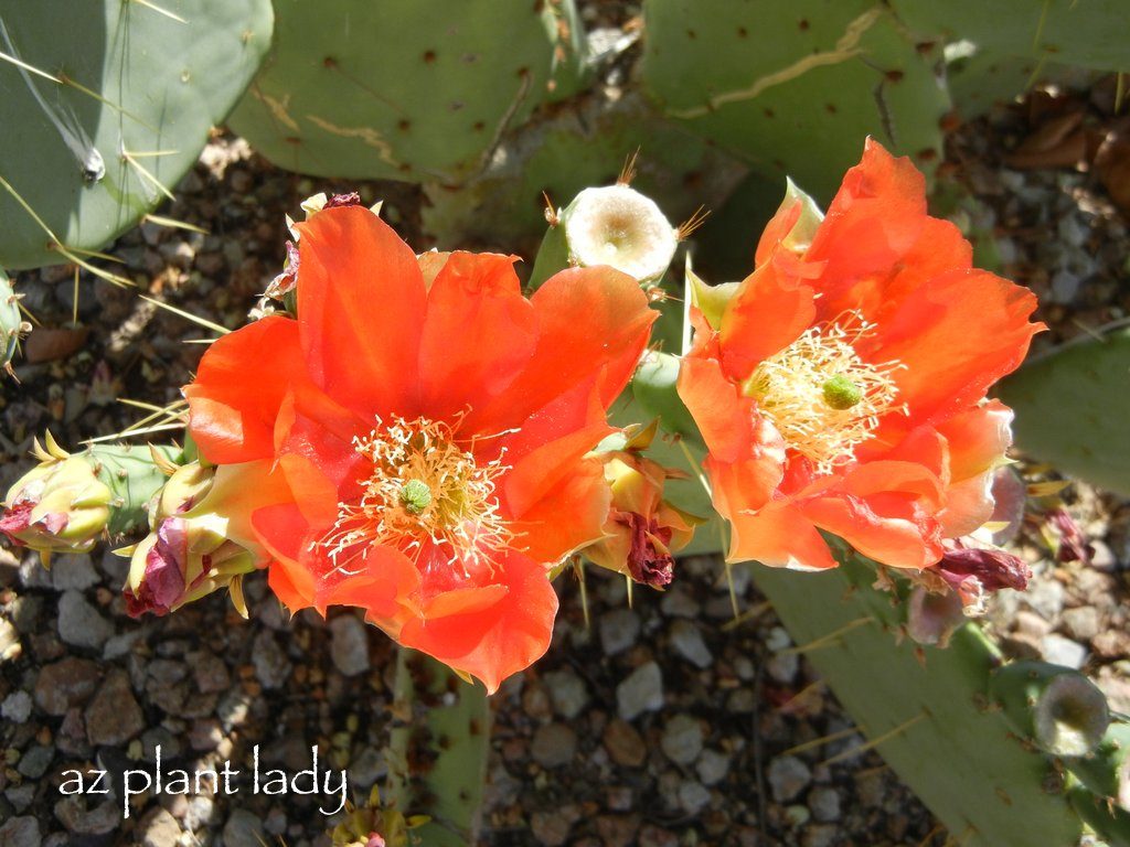 Prickly Pear Flowers Orange