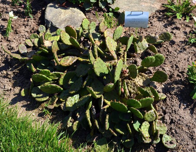 Devil's tongue prickly pear cactus
