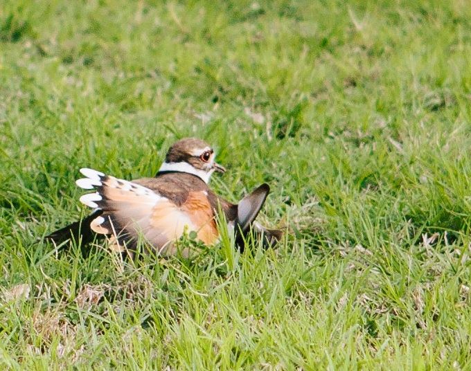 killdeer-luring-away-predator