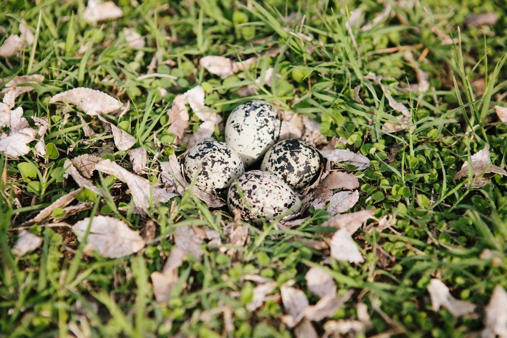 killdeer eggs