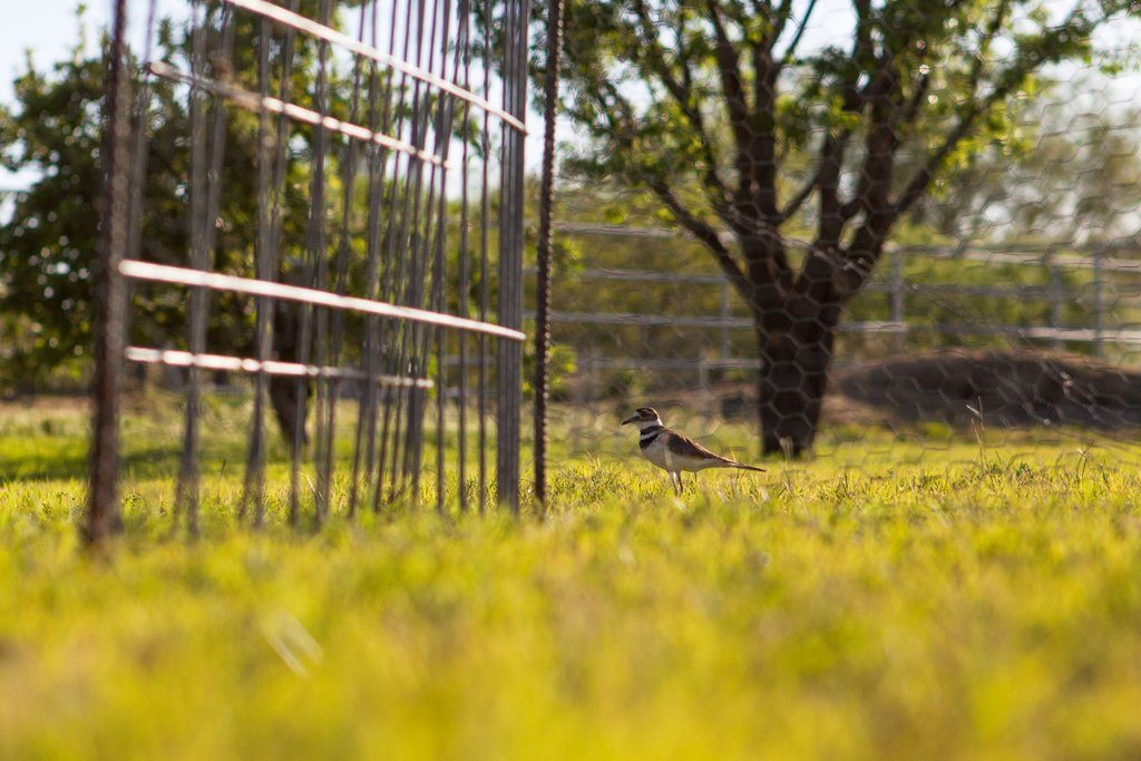 killdeer