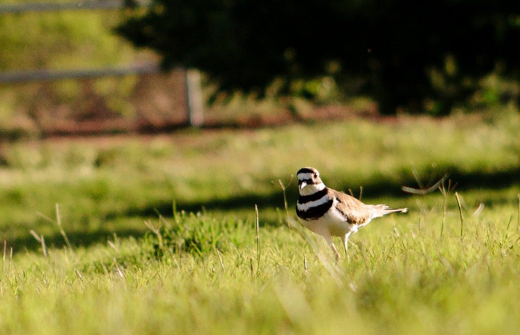 killdeer