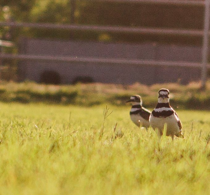 killdeer pair