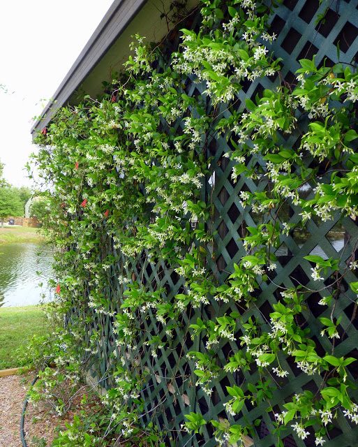 star jasmine