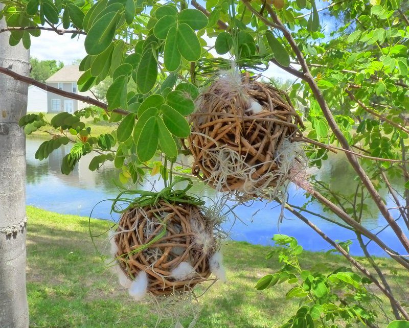 Grapevine nesting balls hanging in tree
