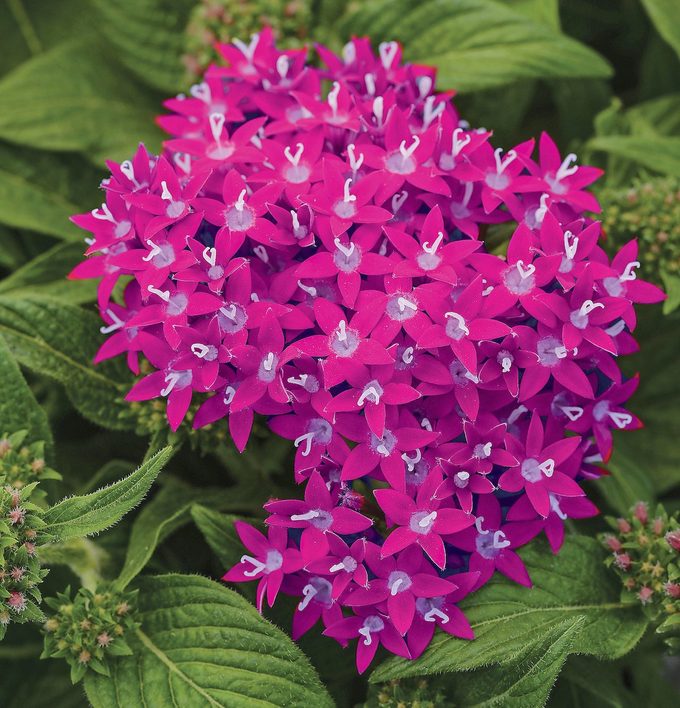 Pentas Lucky Star