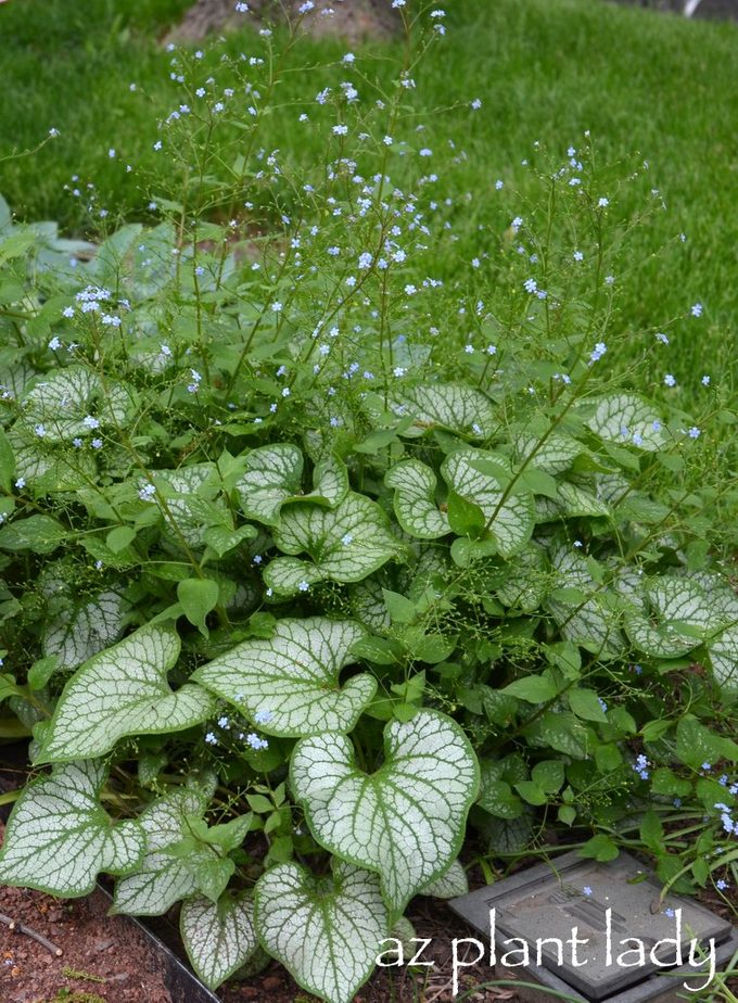 brunnera jack frost