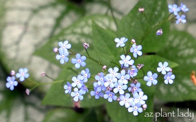 Brunnera_macrophylla