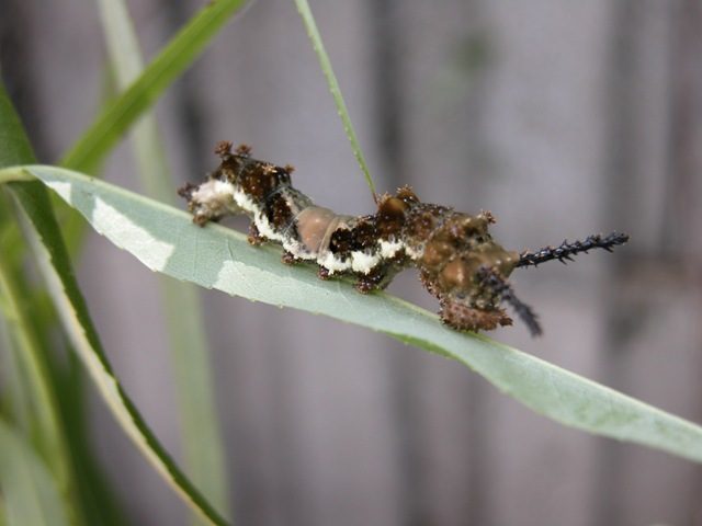 viceroy caterpillar