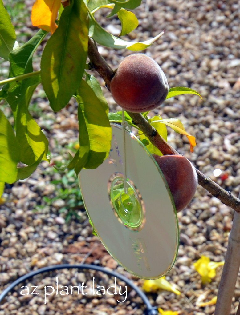 How to Keep Birds Away From Fruit Trees