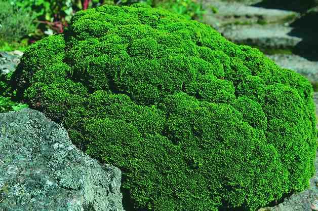 Top 10 Dwarf Conifers for Small Space Gardening: Hinoki false cypress