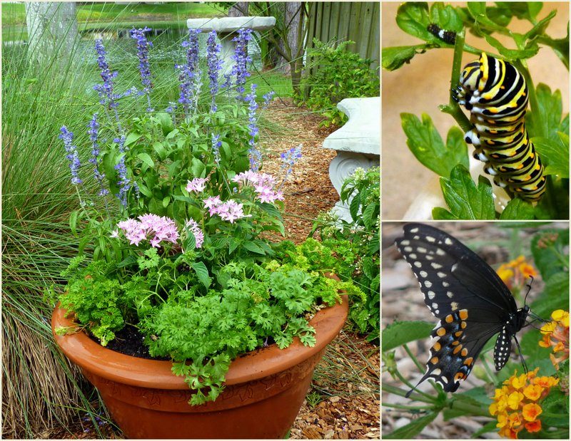 black swallowtail butterfly planters