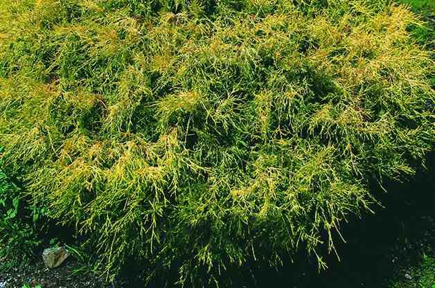 Top 10 Dwarf Conifers for Small Space Gardening: Sawara cypress