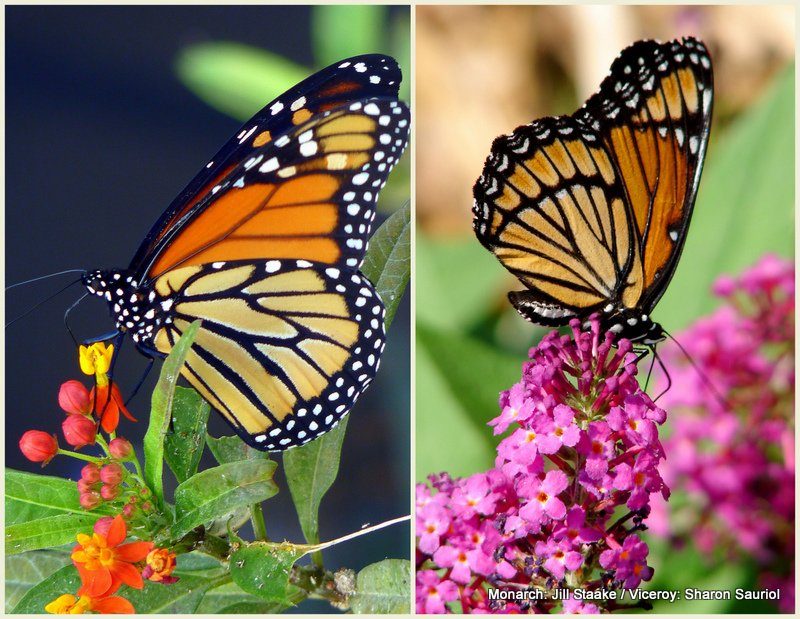 Monarch (Left) / Viceroy (Right) viceroy butterfly vs monarch