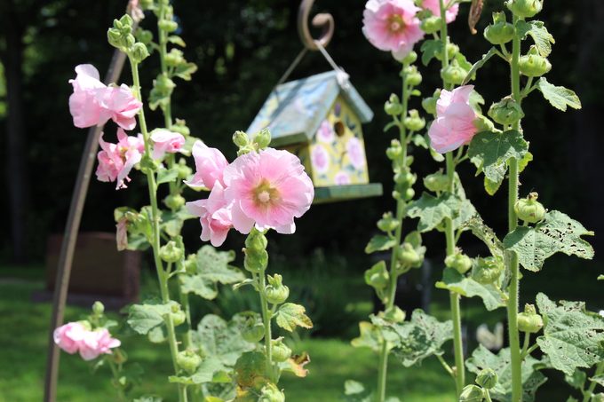 hollyhocks in bloom